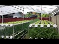 Impressive Backyard Hydroponics System To Grow Organic Vegetables - Trinidad