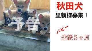 秋田犬 里親募集 予告 Animal Rescue Nursing Youtube 秋田犬 里親募集 予告 Animal Rescue Nursing Youtube