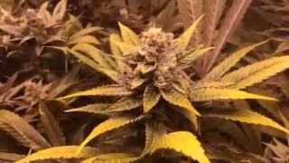 Medical Marijuana - Cannabis Indica hybrid 'King Cake'