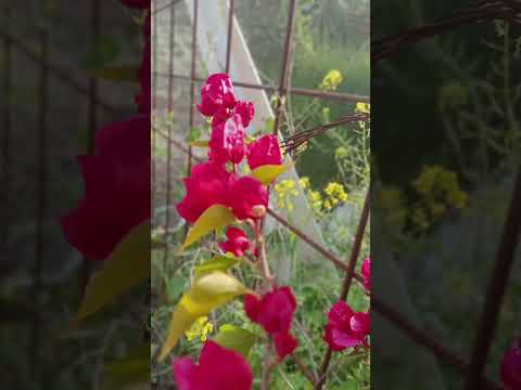 سبحان من ملك فقهر سيهزم الجمع ويولون الدبر سبحان القوي المقتدر اني مغلوب فأنتصر 