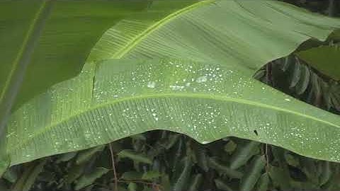 تلاوة رائعة | للشيخ عبد الباسط عبد الصمد | سورة النبأ