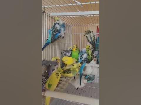 شنابر هوكو اللهم بارك bird buggi perruche hogo 2022 - YouTube