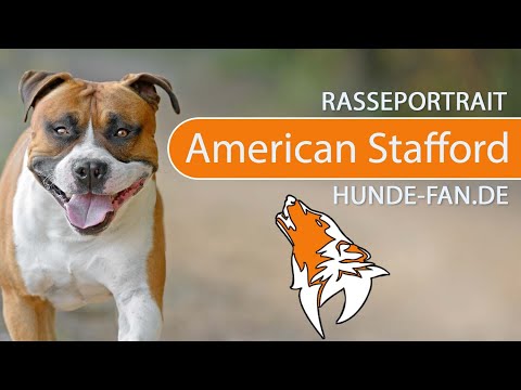 ► American Staffordshire Terrier [2018] Rasse, Aussehen &amp; Charakter