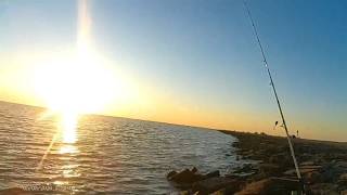 Surprise Surprise Baby  Shark ( Texas City Dike)