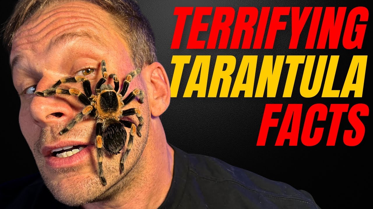 5 SCARY Tarantula Facts You Never Knew! - YouTube
