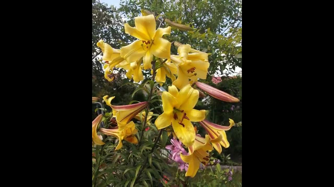 Лилия сплендор фото и описание