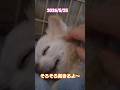 2026/5/25 昼寝中💤