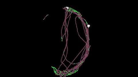 Computer Vision Adaptive Tracking of insects with yolo