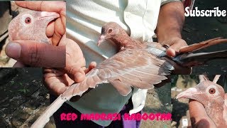 Red Madrasi Kabootarলল Pigeons High Flying In Kolkata By Raza Photography & Technical