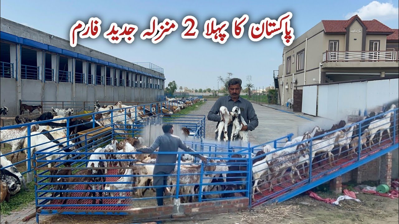 Pakistan Modern Double Story Goat and Cattle Farm 