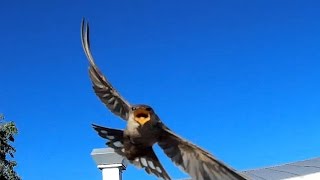 Agressive swallow dive-bombs within inches of your head
At a certian time of year, when the swallows, nesting at the Sutherland Observatory have their chicks, they get extremely agressive! Anyone who dares to go outside, get dive-bombed! They actually get within a few centimetres from ones head, such that you can feel the wind from their wings. To cap it all, at that point, they make a sharp screeching sound, giving you quite a fright when not expected. Agressive swallow dive-bombs within inches of your head