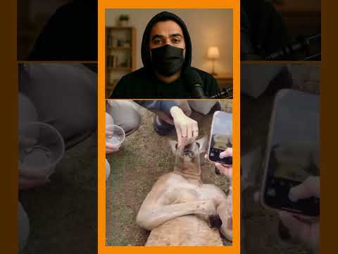 تمثيل من الدرجة الأولى كنغر يتظاهر بالإغماء للحصول على وجبته