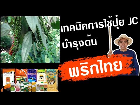 วีดีโอ: พริกไทยมูลาโตคืออะไร - วิธีการปลูกต้นพริกไทยมูลาโตในสวน