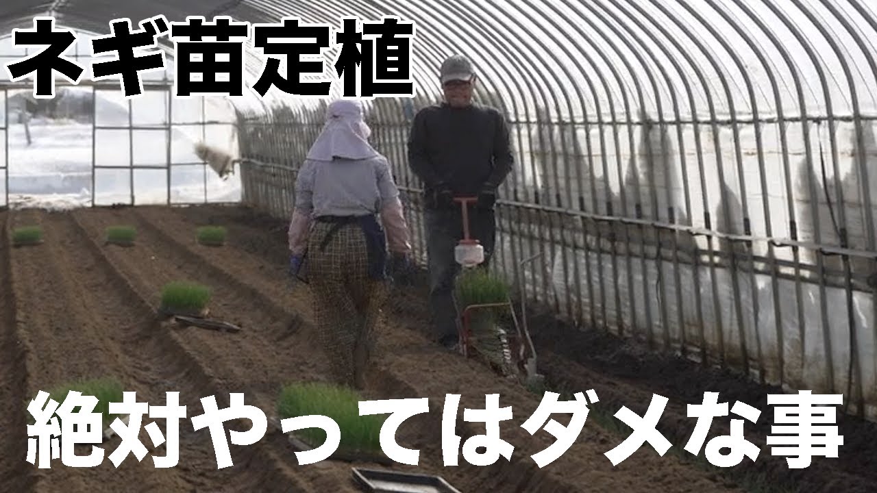 【ネギ定植全部見せ！】注意するべき最重要事項とは！？意識するだけでネギの初期生育が大きく変わる！