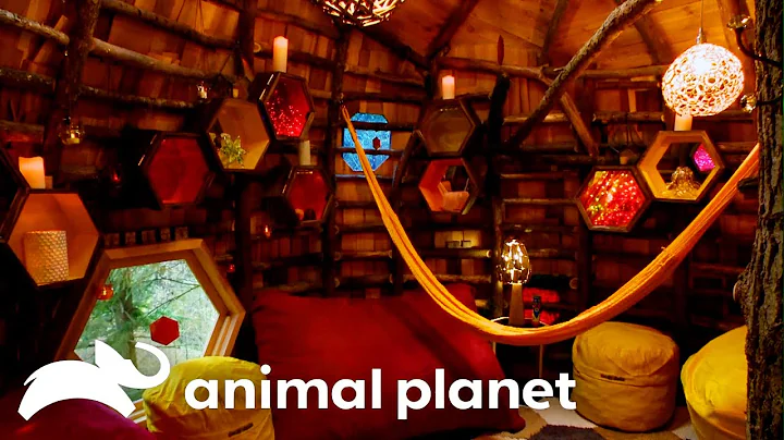 Most UNIQUE, Creative and Fun Treehouses of Season 6! | Treehouse Masters | Animal Planet