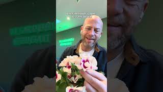 Personal growing review of hybrid Persica rose ‘See you in purple’ - (Korreform 500) #gardenerben 