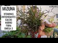 CÓMO CULTIVAR MIZUNA Y OTRAS VERDURAS ORIENTALES EN CASA: alimentos saludables || en20metros