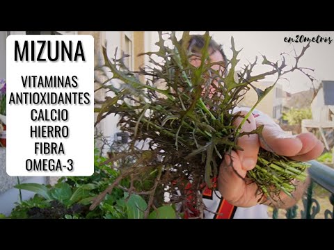 Vídeo: Cultivando Mizuna Greens - Aprenda a cuidar de Mizuna Greens