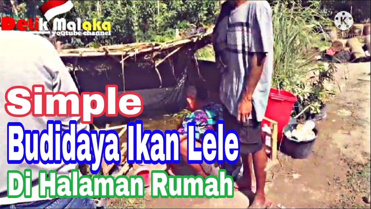 Budidaya ikan Lele Di Halaman Rumah Cara simple kolam Sederhana 