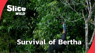 Cassowary: Queen of the Rainforest | SLICE WILD | FULL DOC