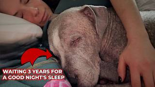 They Saw an Old, Sick Dog. She Saw Someone Worth Saving | A story about Kobe, a senior rescue dog