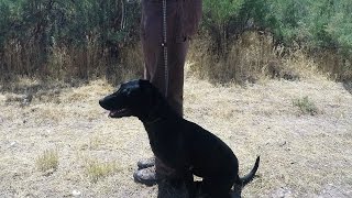 Teaching Your Dog to Sit to the Whistle