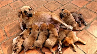 Puppies Enjoy Breastfeeding - Cute Puppies