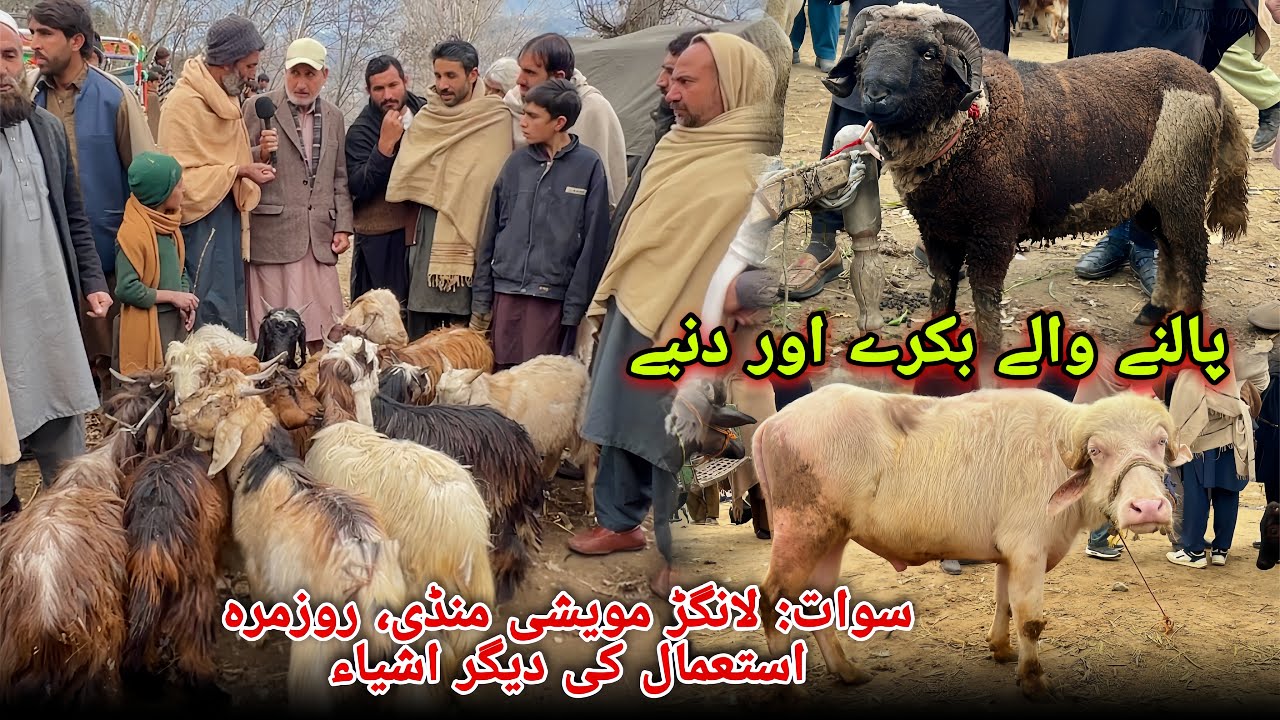Swat: Langar cattle market, and other everyday-use items | Khyber Social Tv
