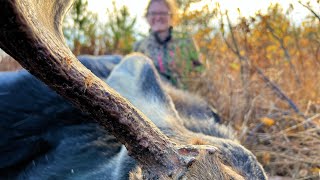 Bull Moose Called In! and how to cut your own meat without knowing anything