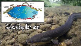 Siklus Hidup Ikan Sidat