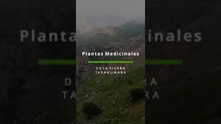 🤯 Beneficios de la hierba Yerbanis 🌿, planta usada por las comunidades de la Sierra Tarahumara⛰️.