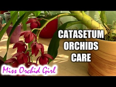 วีดีโอ: กล้วยไม้ Catasetum คืออะไร - Catasetum Orchid Care