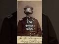 Australia vs emus #art #history #historicalphotos #story