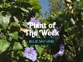 Grow a Lush Blue Sky Vine: Easy Climbing Plant Care