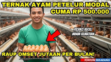 Cara Ternak Ayam Petelur dengan Modal 500 Ribu | Hasilkan Omzet Jutaan Rupiah Setiap Bulan