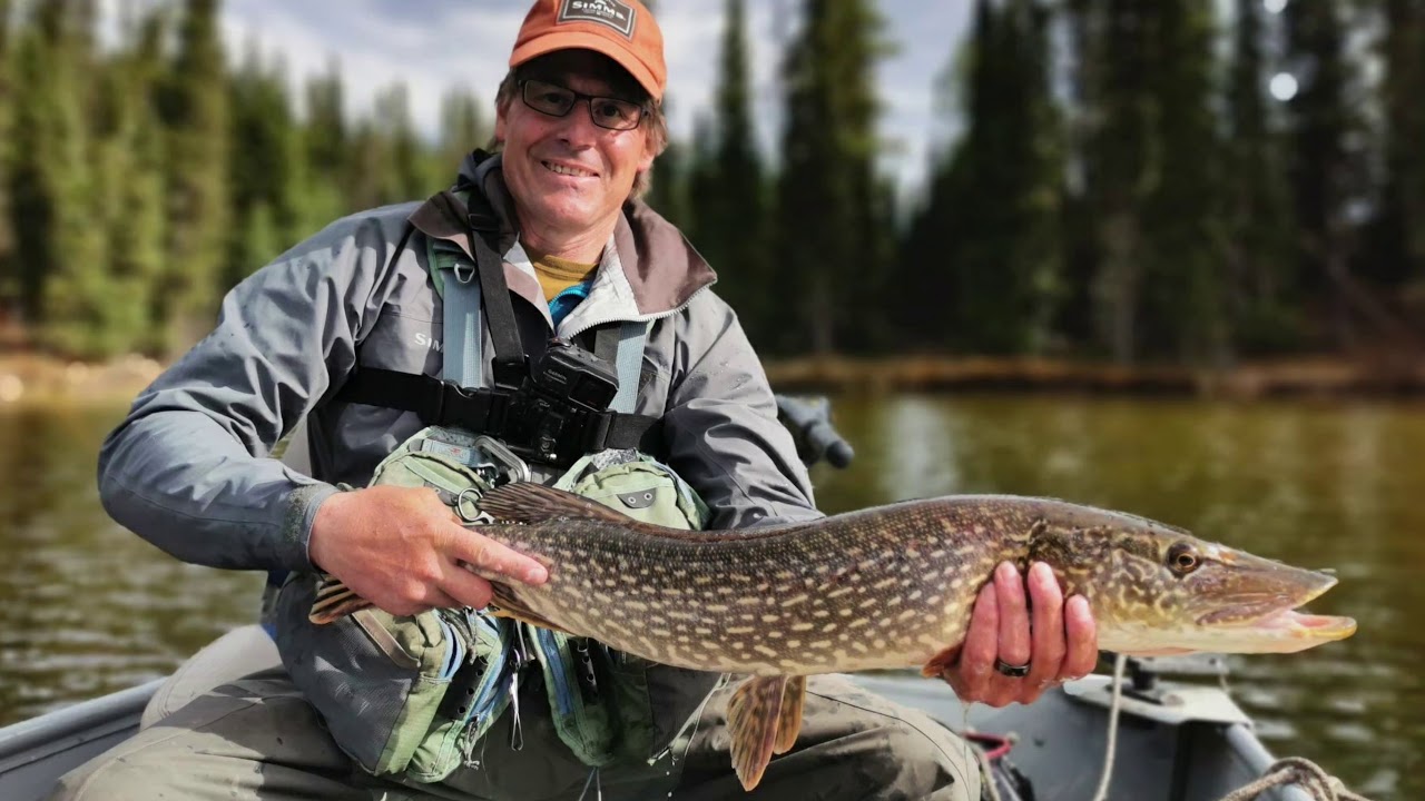 Fly fishing Pike on Gregg Lake, Alberta YouTube