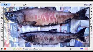 Salmon Dissection 2020