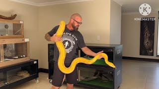 Celebrity Reticulated Pythons! The new “substrate” cleaning method and an annoyed Goldenchild purple albino!😎 Profile