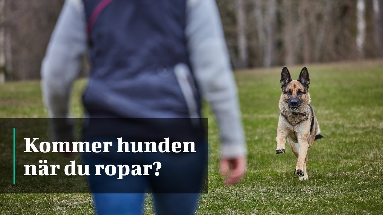 INKALLNING - Kommer hunden när du ropar?
