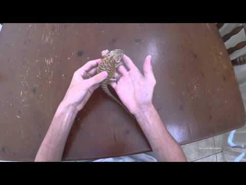 How To Handle Your Bearded Dragon