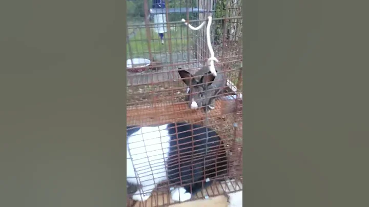 Bunnies about to have babies