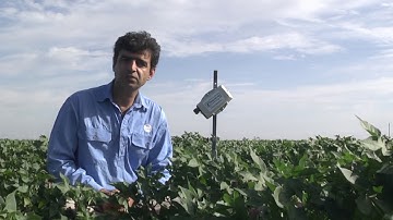 Canopy temperature sensors as an irrigation tool