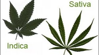 PerVers - Indica oder Sativa - lieber high UND stoned oder lieber NUR high ?