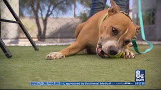 Adopt A Senior Pet Month: Exploring perks attached to adopting senior pets