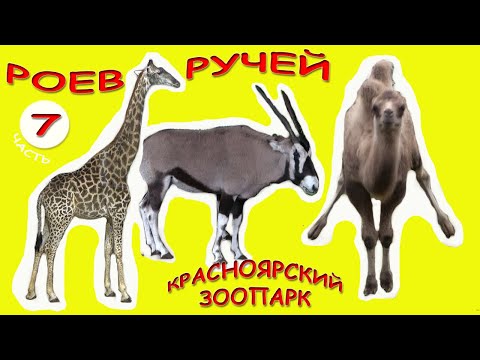 ? Мишку жалко! Жирафы и другие африканцы. ЗООПАРК РОЕВ РУЧЕЙ | Красноярск. Эко Экскурсия #7