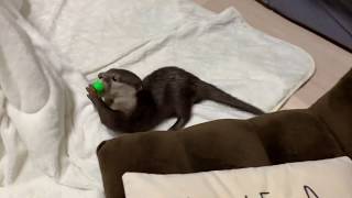 Play with Aty in my room ! [Otter life Day 2nd] あてぃと部屋であそぶ！