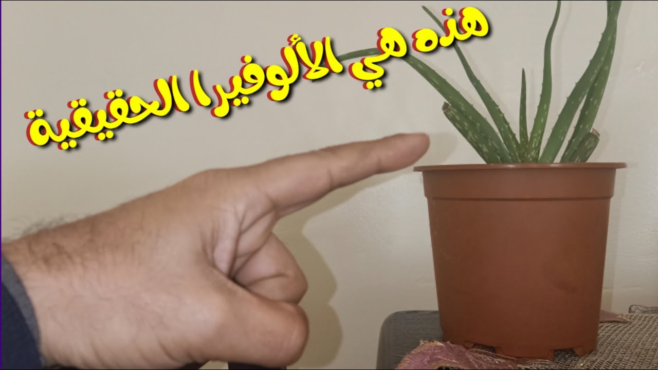 الالوفيرا الحقيقية، كيف أعرفها و كيف أكثرها و أحفزها على التزهير?