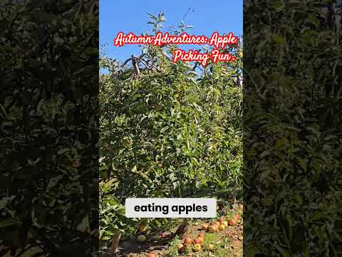 Autumn Adventure: Apple