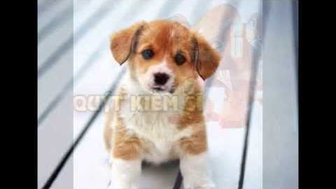 chó con và robo trái cây