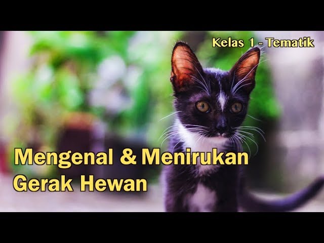 Kelas 01 Tema 7 Subtema 2 Mengenal Dan Menirukan Gerak Hewan Video Pelajaran Sekolah K13 Youtube
